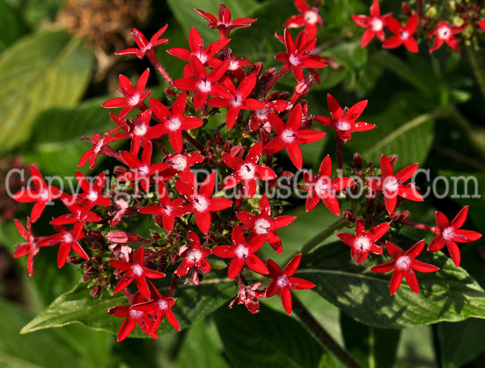 PGC-A-Pentas-Butterfly-Red-912 (1 of 2)