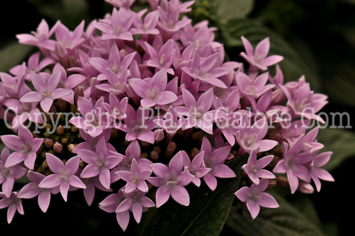 PGC-A-Pentas-Graffiti-Lavender-05-12-1