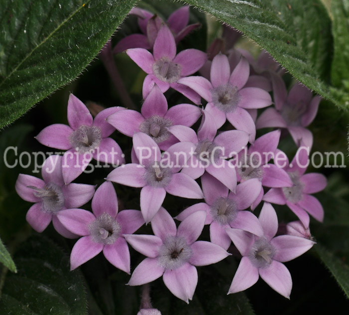 PGC-A-Pentas-Graffitti-Lavender-05-2012-1