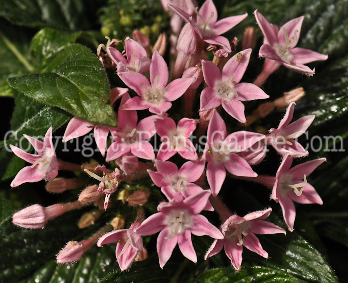 PGC-A-Pentas-New-Look-Pink-xx-2010-002