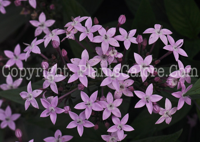 PGC-A-Pentas-Northern-Lights-Lavender-2010-001