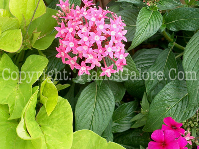 PGC-A-Pentas-PW-Deep-Pink-01