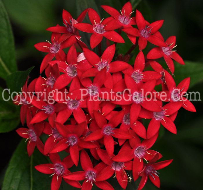 PGC-A-Pentas-lanceolata-2010-001_2