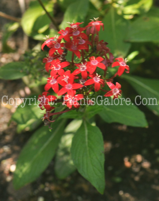 PGC-A-Pentas-lanceolata-2011-002