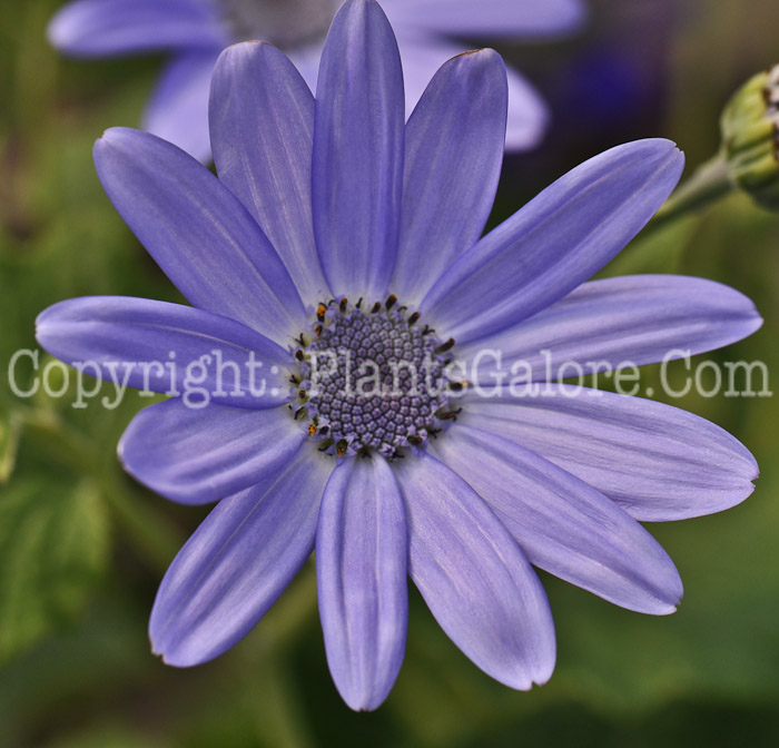 PGC-A-Pericallis-Mini-Baby-Blue-0a1-2010