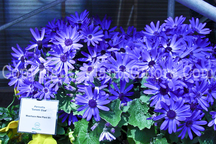 PGC-A-Pericallis-Senetti-Blue-2010-001