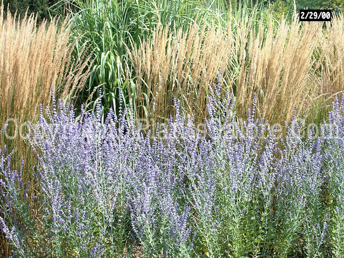 PGC-P-Perovskia-atriplicifolia-aka-Russian-Sage-1