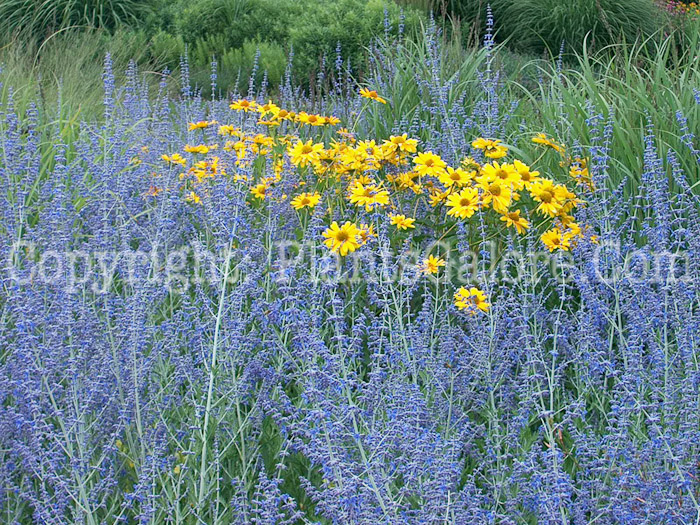 PGC-P-Perovskia-atriplicifolia-aka-Russian-Sage-10