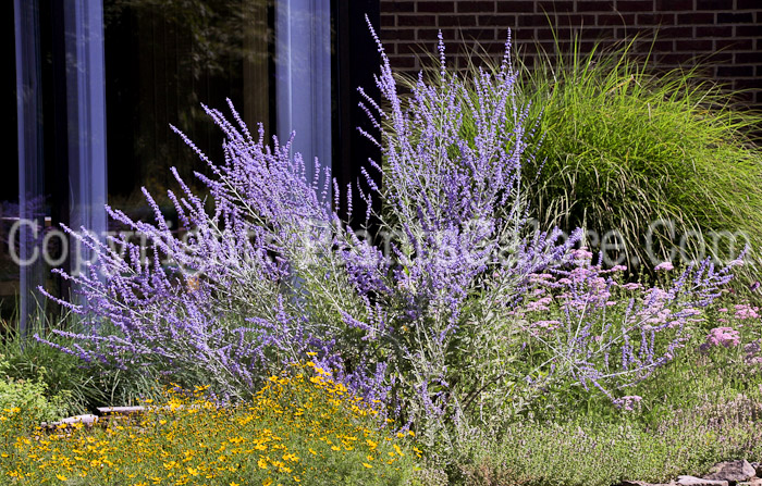 PGC-P-Perovskia-atriplicifolia-aka-Russian-Sage-13