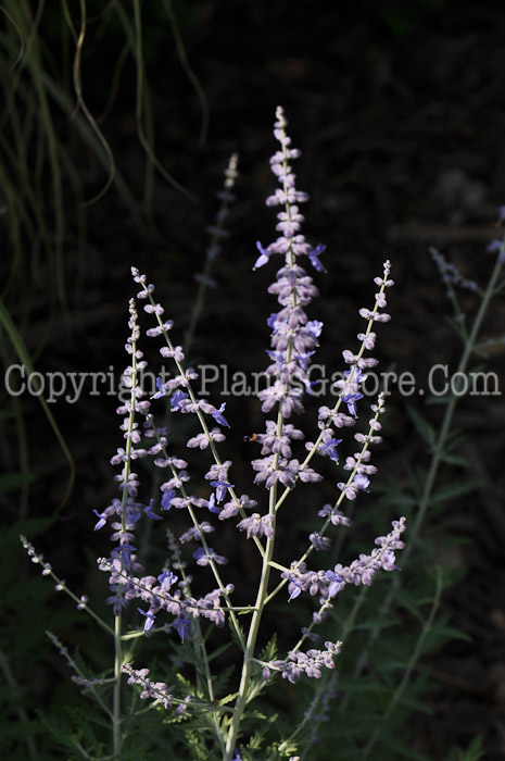 PGC-P-Perovskia-atriplicifolia-aka-Russian-Sage-2