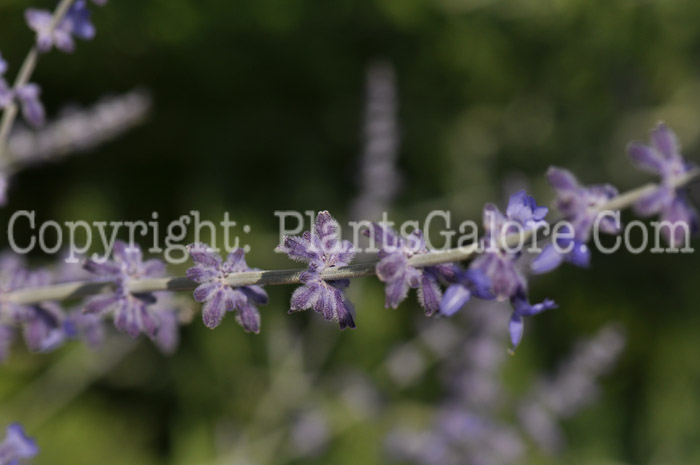 PGC-P-Perovskia-atriplicifolia-aka-Russian-Sage-7