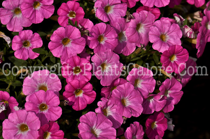 PGC-A-Petunia-Supercal-Pink-Ice-1