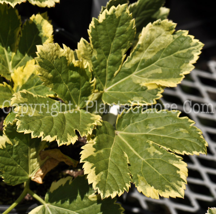 PGC-P-Peucedanum-ostruthium-aka-Masterwort-2