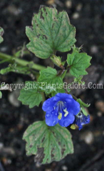 PGC-A-Phacelia-campanularia-aka-Scorpion-Weed-2012-2