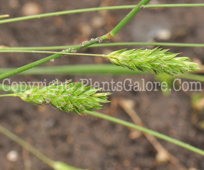 PGC-G-Phalaris-caroliniana-aka-Carolina-Maygrass-0613-1