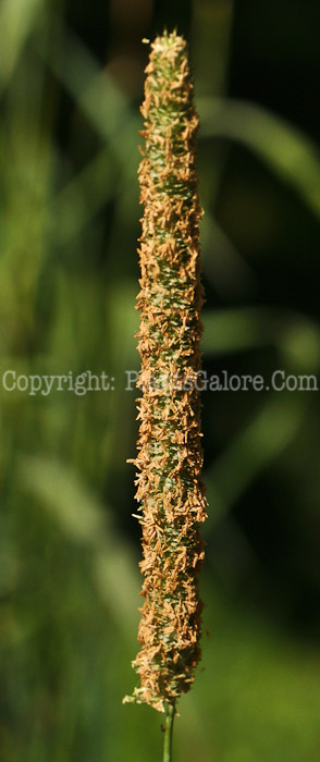 PGC-G-Phleum-pratense-aka-Timothy-1