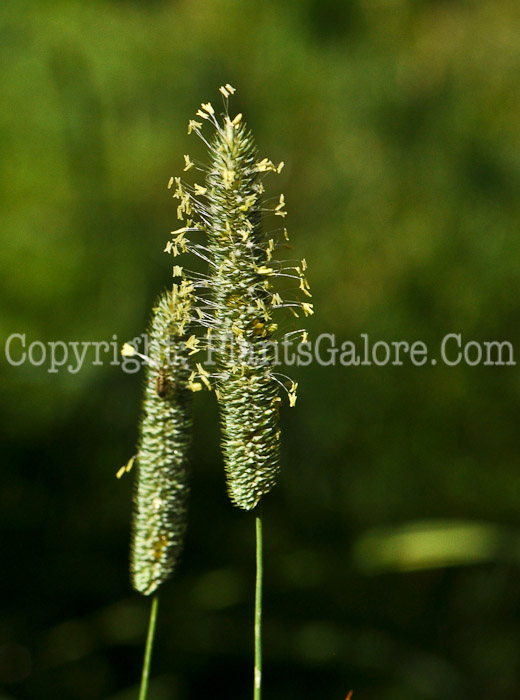 PGC-G-Phleum-pratense-aka-Timothy-2