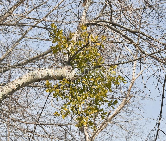 PGC-P-Phorodendron-aka-American-missletoe-5