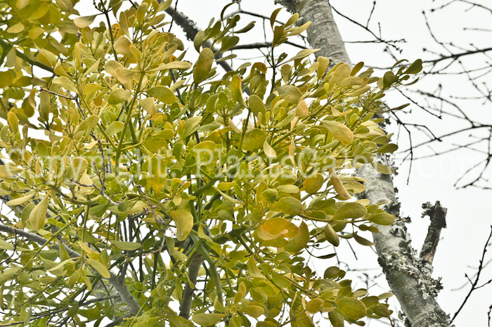 PGC-P-Phorodendron-aka-American-missletoe-7