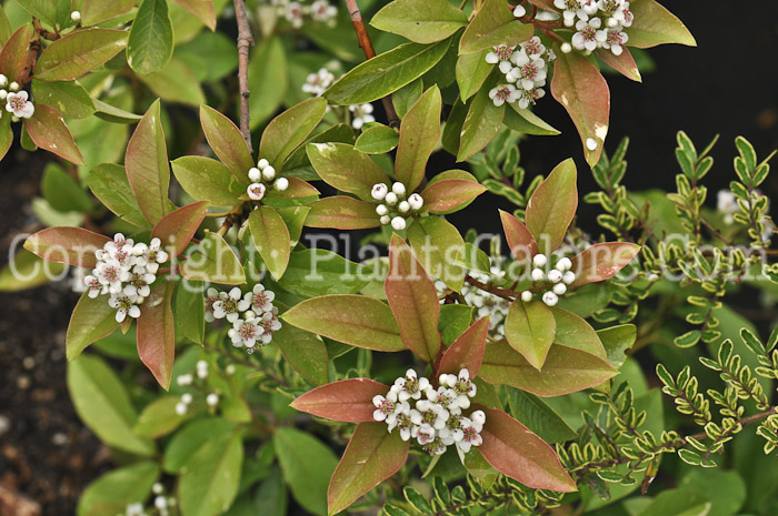 PGC-S-Photinia-Stransvaesia-davidiana-Palette-2011-Arrowhead-001