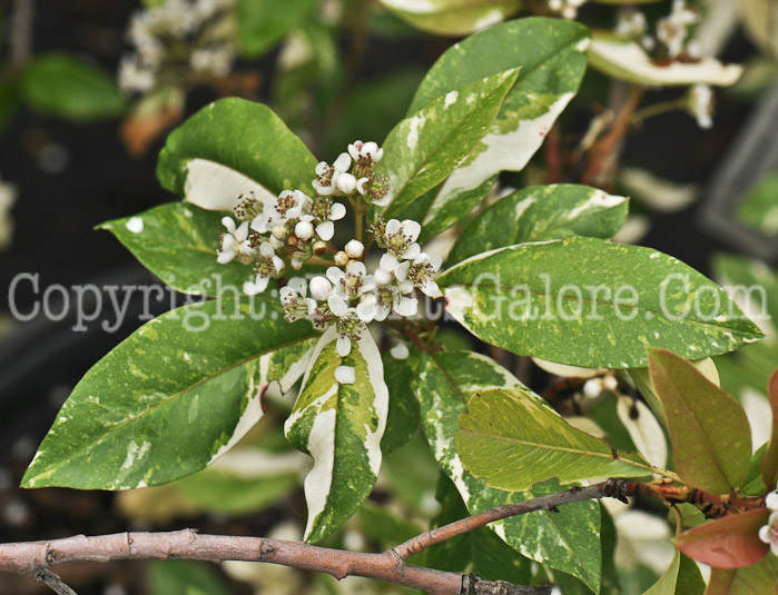 PGC-S-Photinia-Stransvaesia-davidiana-Palette-2011-Arrowhead-004