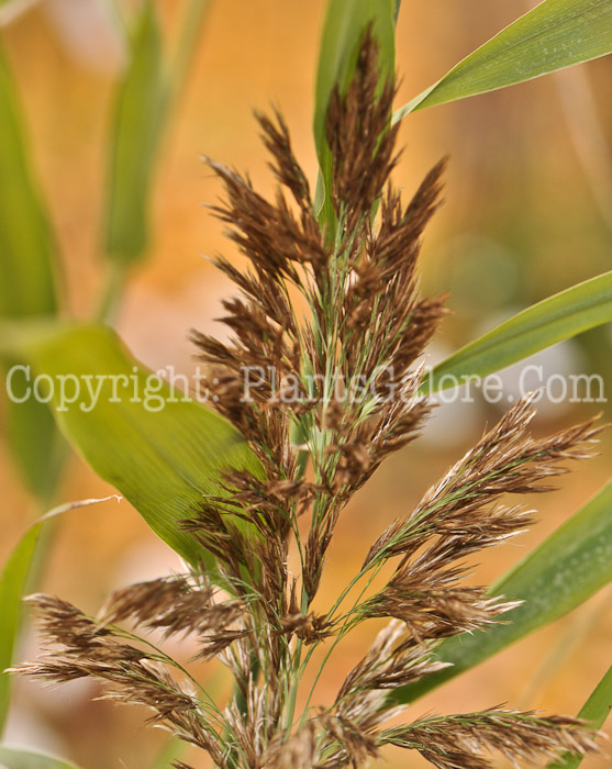 PGC-G-Phragmites-australis-aka-Phragmites-1