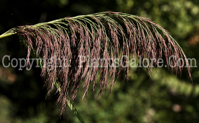 PGC-G-Phragmites-australis-aka-Phragmites-10