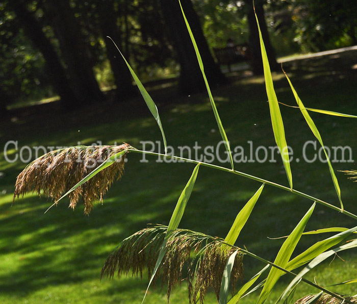 PGC-G-Phragmites-australis-aka-Phragmites-11