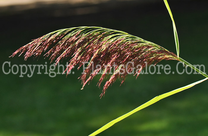 PGC-G-Phragmites-australis-aka-Phragmites-12