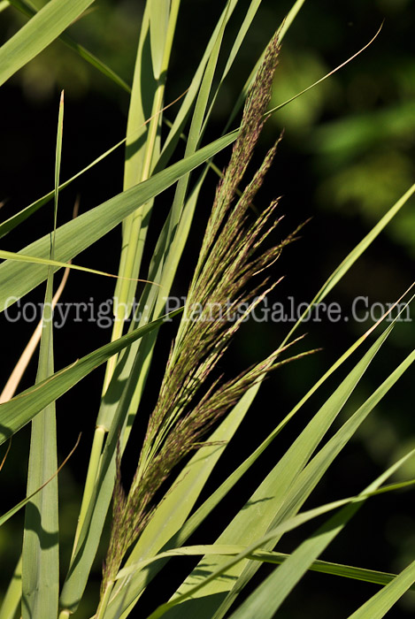 PGC-G-Phragmites-australis-aka-Phragmites-4