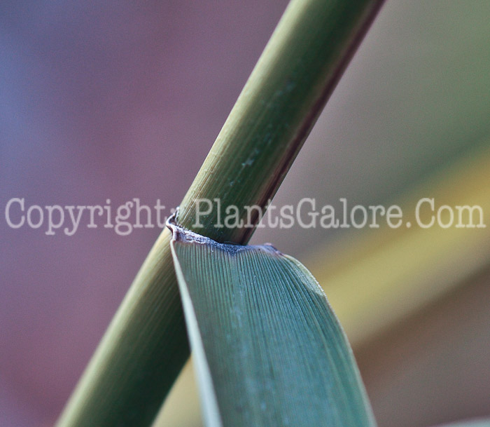 PGC-G-Phragmites-australis-aka-Phragmites-5