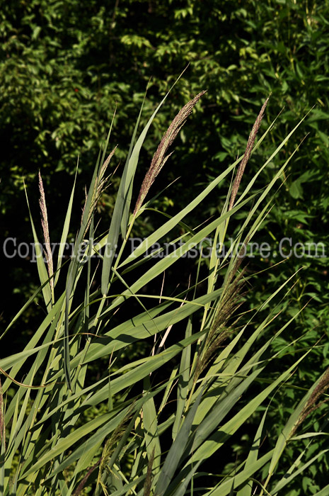 PGC-G-Phragmites-australis-aka-Phragmites-8