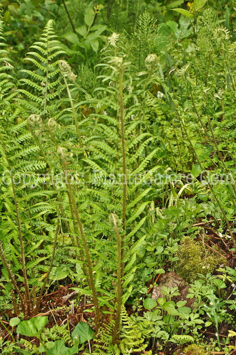 PGC-F-Phyllitis-scolopendrium-aka-Harts-Tongue-2