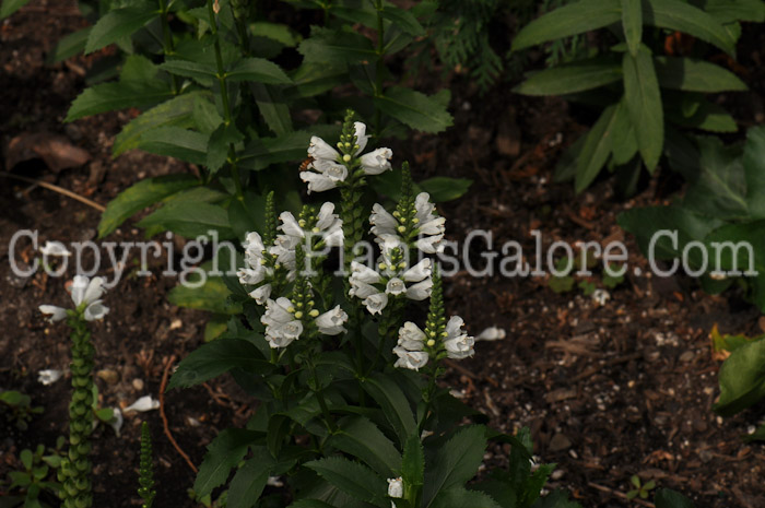 PGC-P-Physostegia-Crystal-Peank-White-2010-01