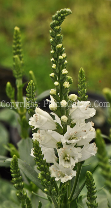 PGC-P-Physostegia-Miss-Manners-2010-01