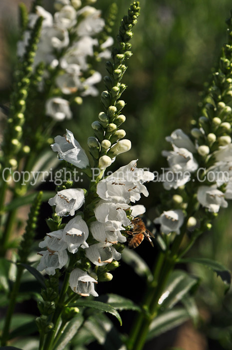 PGC-P-Physostegia-Miss-Manners-2010-01_2