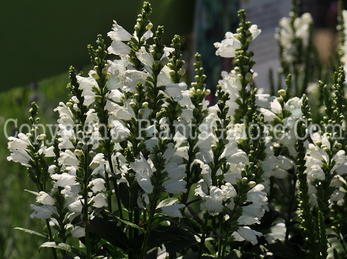 PGC-P-Physostegia-Miss-Manners-2010-03_2