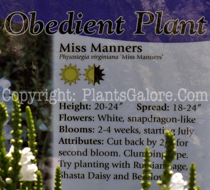 PGC-P-Physostegia-Miss-Manners-2010-04_2