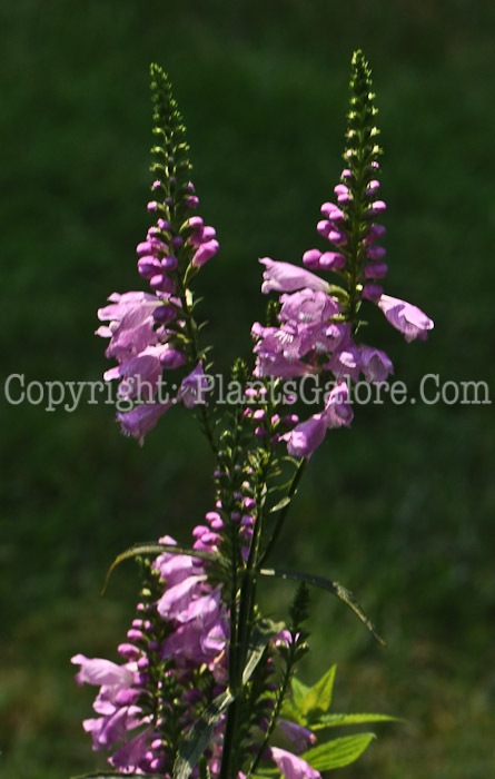 PGC-P-Physostegia-virginiana-2010-01