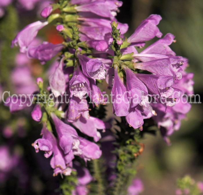 PGC-P-Physostegia-virginiana-2010-03