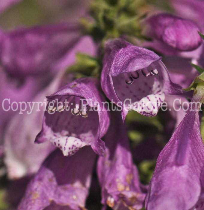 PGC-P-Physostegia-virginiana-2010-06