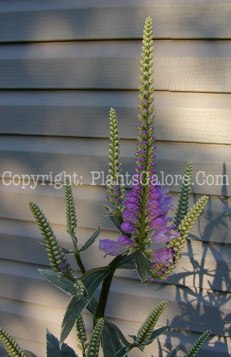 PGC-P-Physostegia-virginiana-2010-3