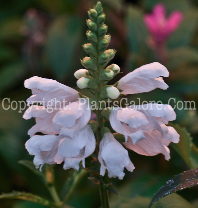 PGC-P-Physostegia-virginiana-Alba-04-2012-1