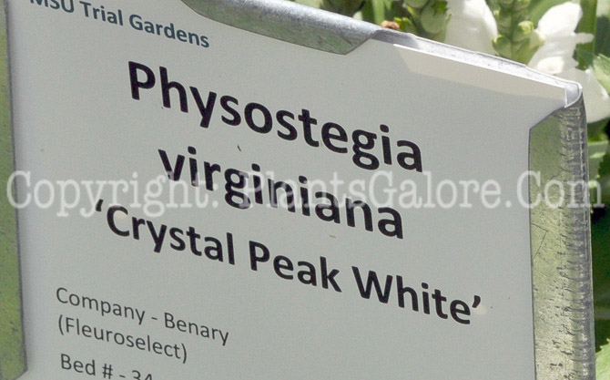 PGC-P-Physostegia-virginiana-Crystal-Peak-White-MSU-08-2011-004