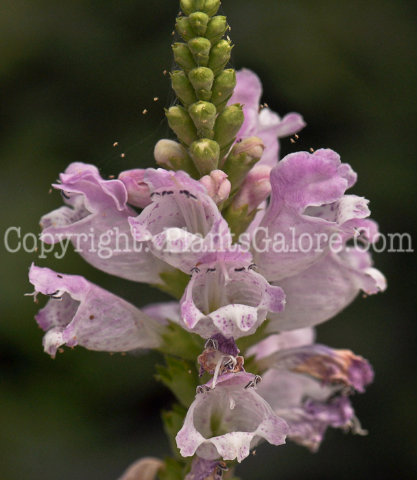 PGC-P-Physostegia-virginiana-Pink-Manners-aka-Obedient-Plant-912 (2 of 3)