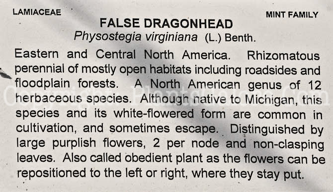 PGC-P-Physostegia-virginiana-aka-False-Dragonhead-2012 (4 of 4)
