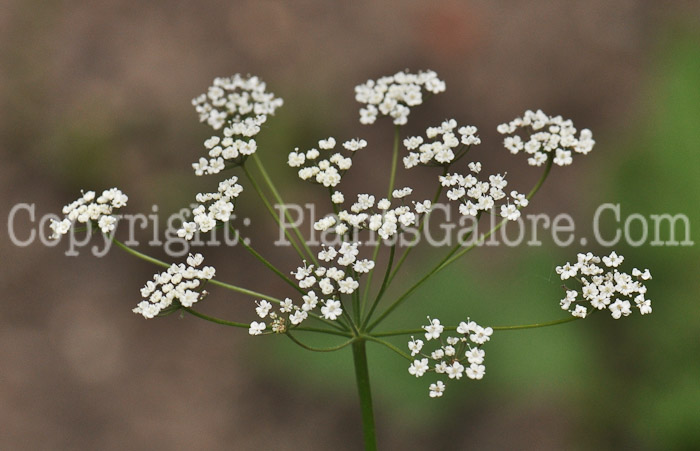 PGC-A-Pimpinella-anisum-aka-Anise-1