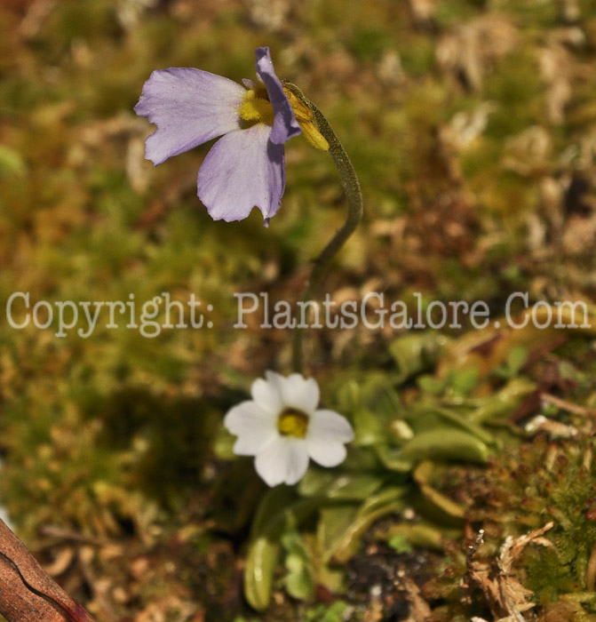 PGC-P-Pinguicula-primuliflora-butterwort-LeuGardens-03-2012-1-1