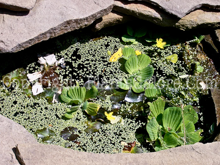 PGC-P-Pistia-stratiotes-aka-Water-Lettuce-1