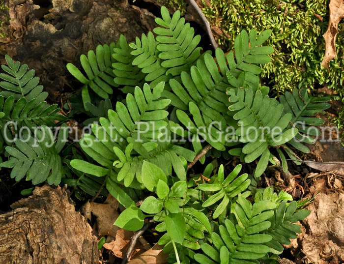 PGC-F-Pleopeltis-polypodioides-aka-Resurrection-Fern-1